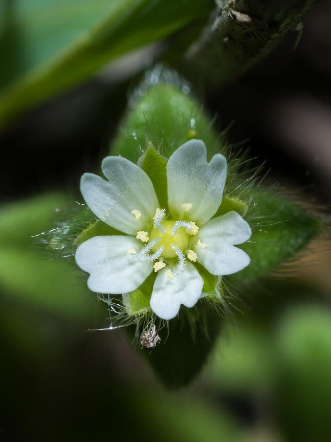 Cerastium holosteoides ?